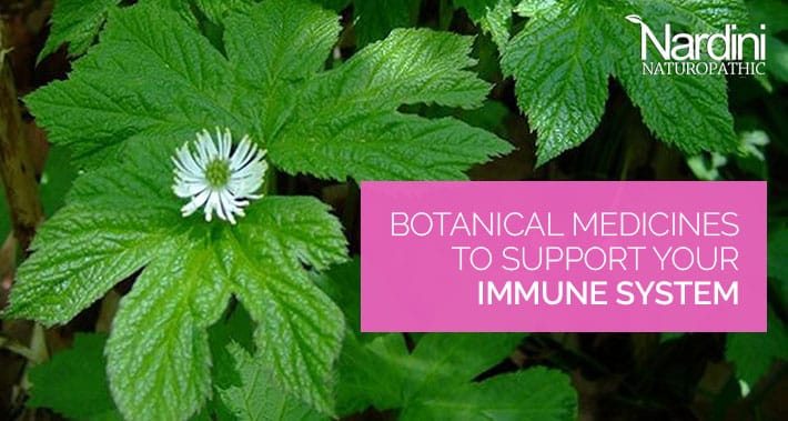 Botanical Medicines To Support Your Immune System | Nardini Naturopathic | Toronto Naturopath Clinic